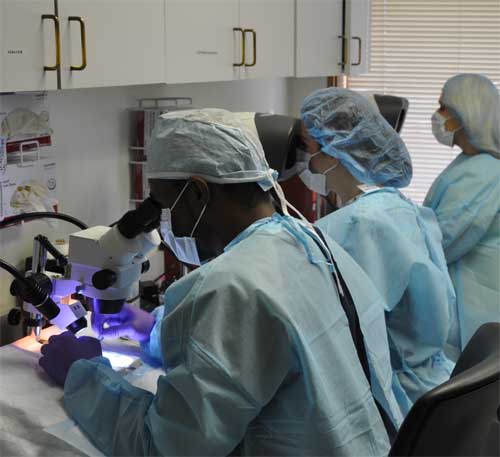 Fallon hair transplant technicians performing microscopic hair graft dissection.